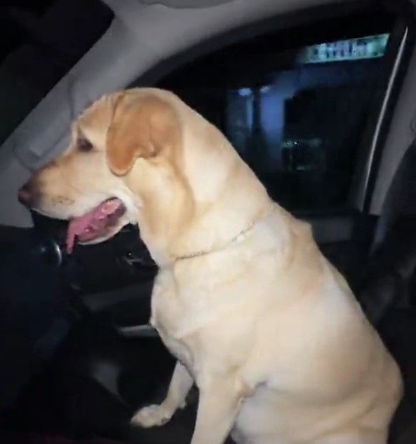 the dog is riding in the car