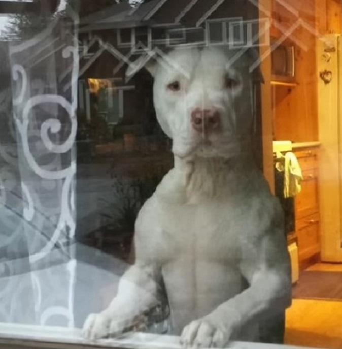 the dog is standing at the window