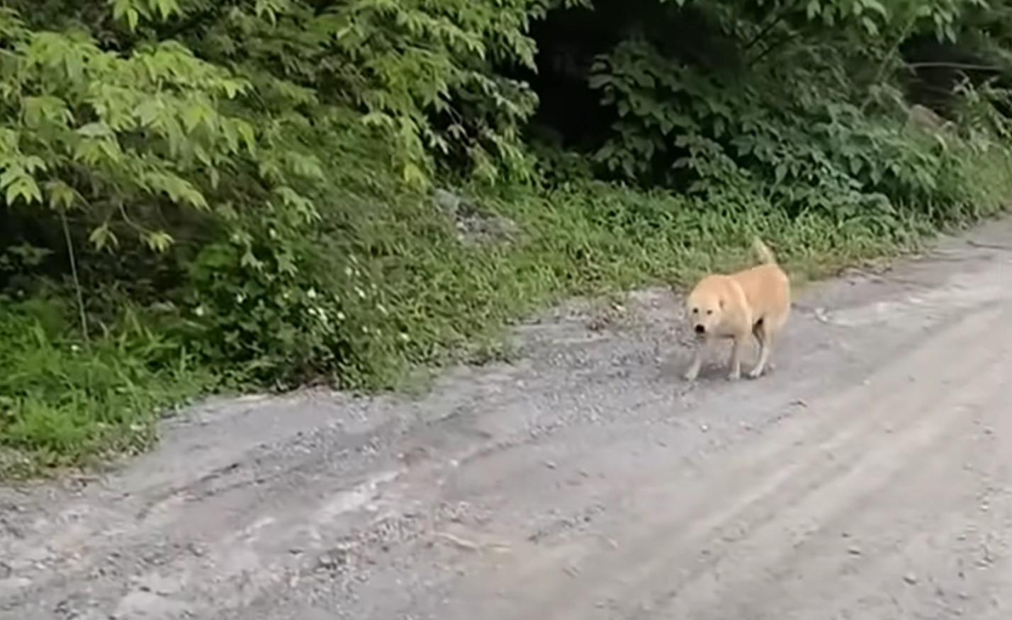 the dog is walking along the forest path