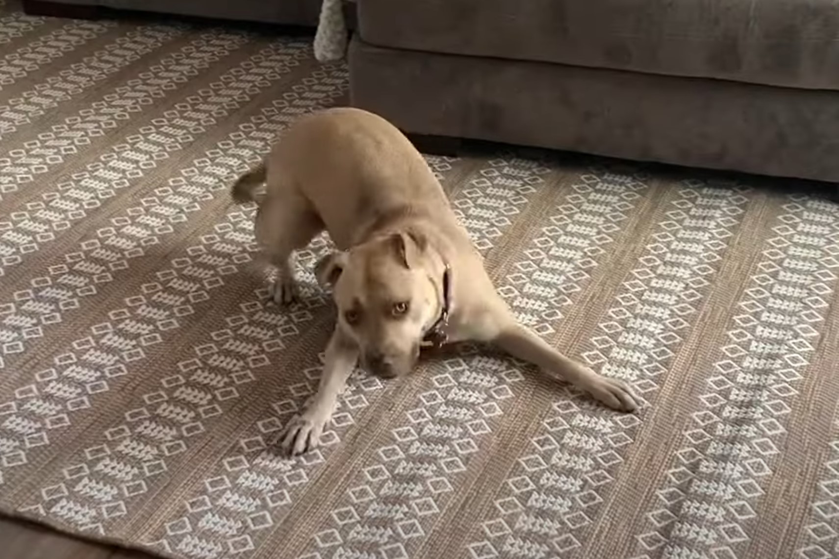 the dog stretches on the carpet