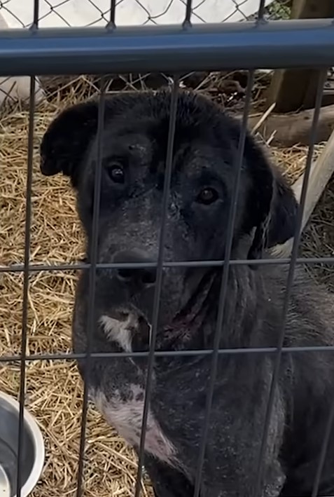 the look of a black dog in a cage