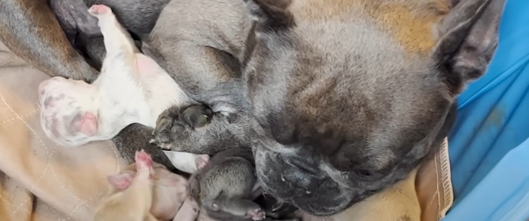 the puppy lies and sleeps next to the mother dog