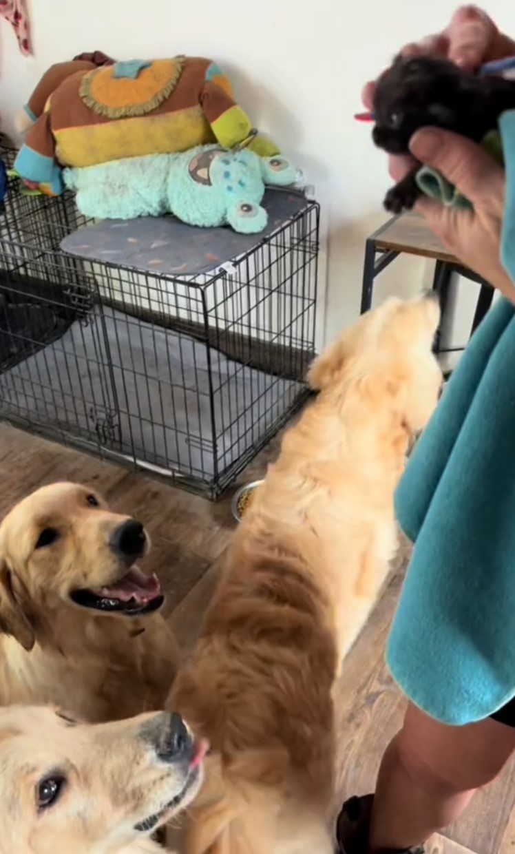 three golden retrievers and a kitten