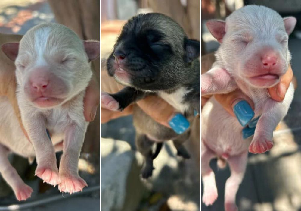 three newborn puppies