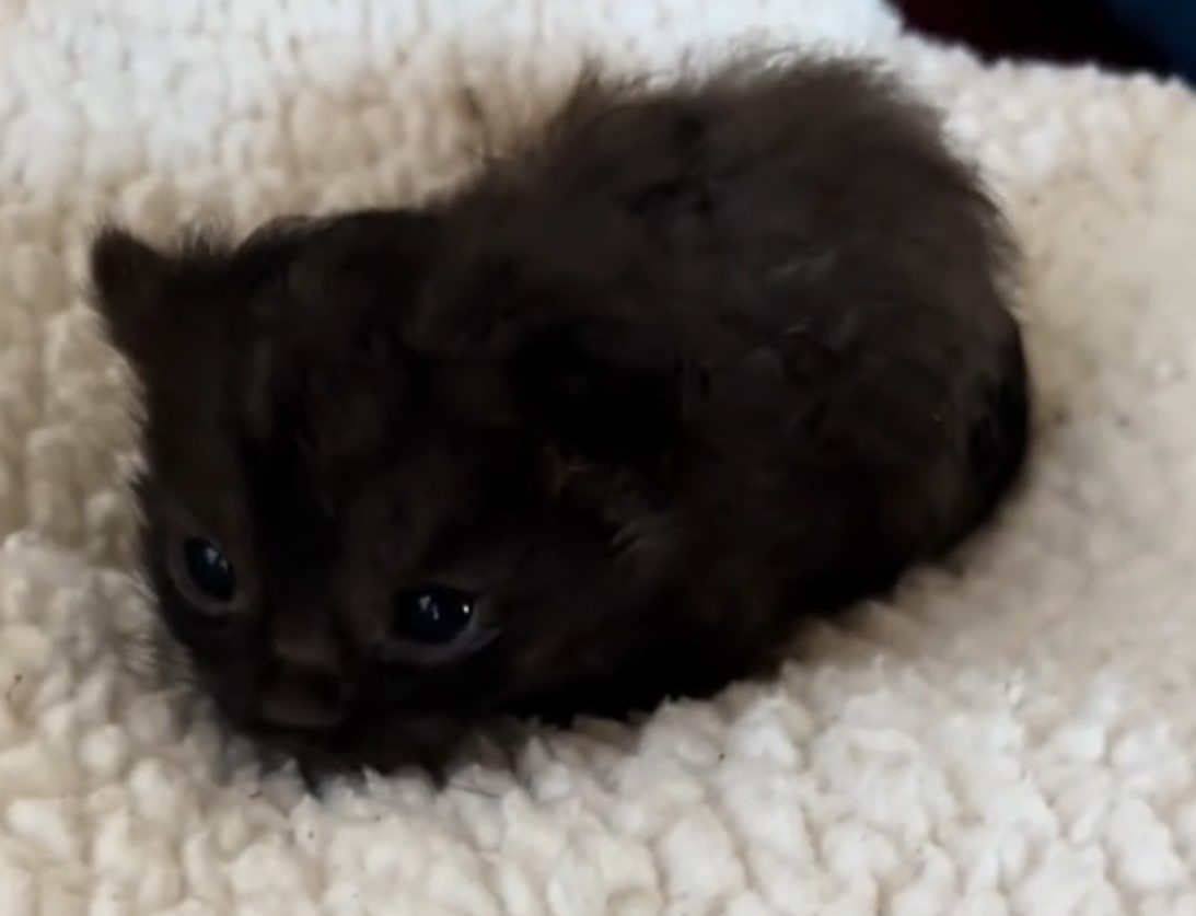 tiny black kitten