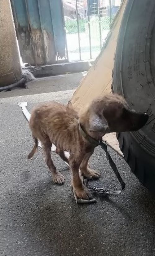 tiny malnourished dog