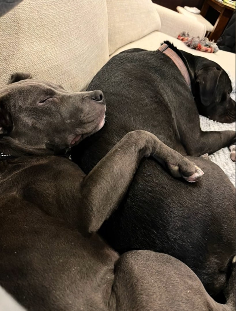 two black dogs sleeping together