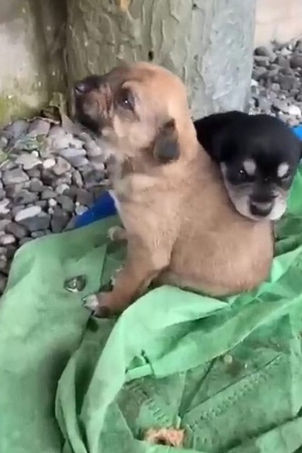 Stray Mama Dog Held Her Puppies In Her Arms And Politely Asked ...