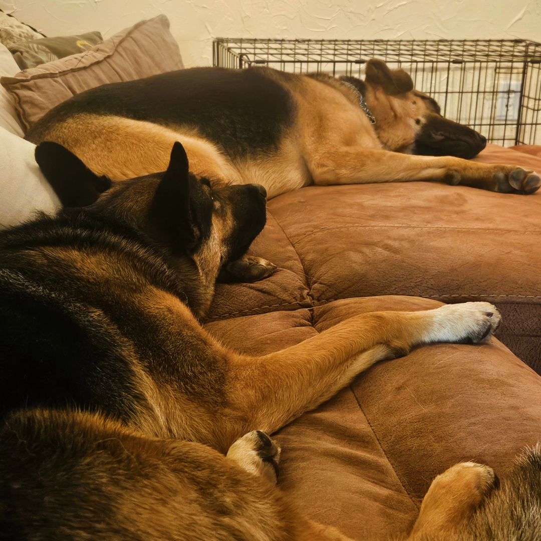 two dogs lying on couch