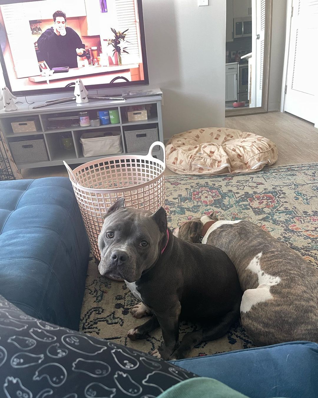 two dogs on a rug