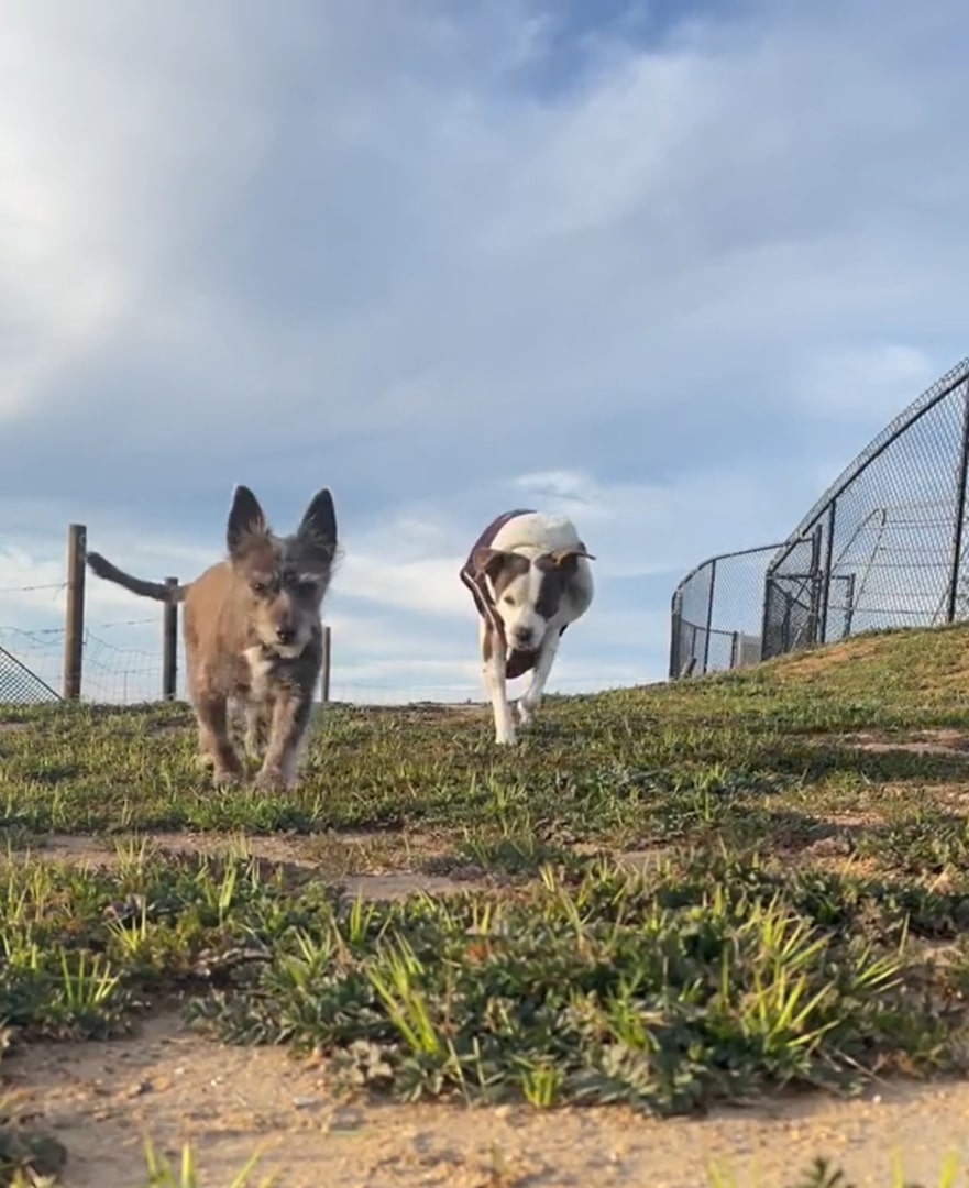 two dogs running