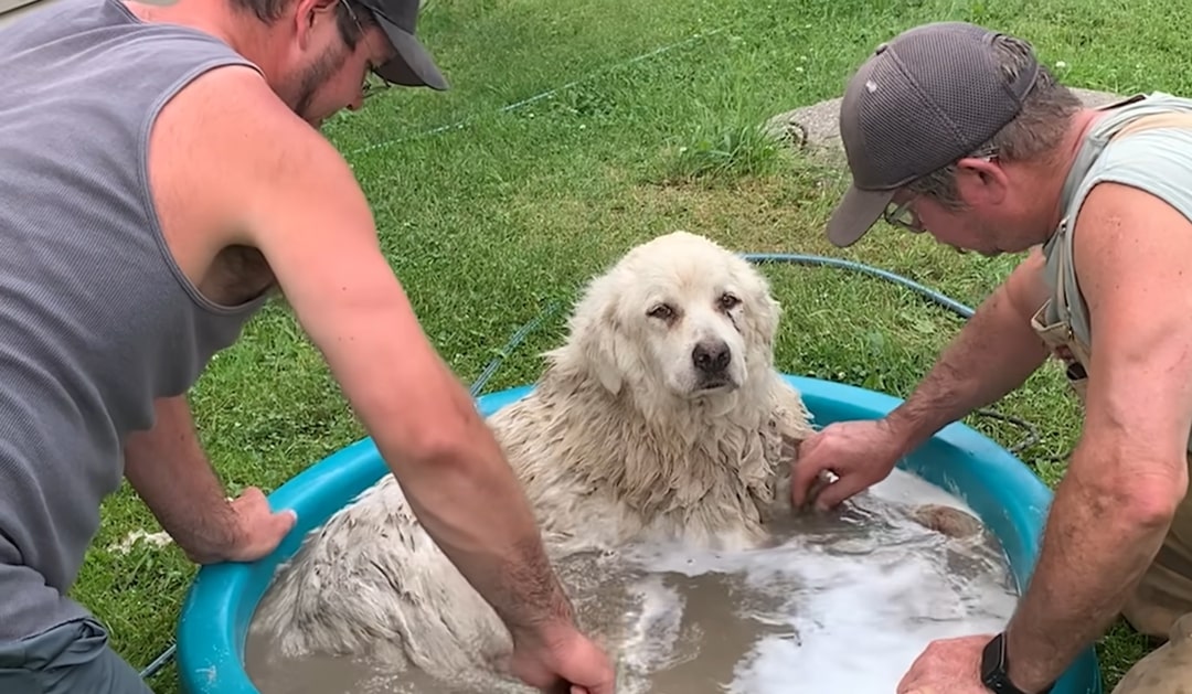 two men bathing dog in a pool