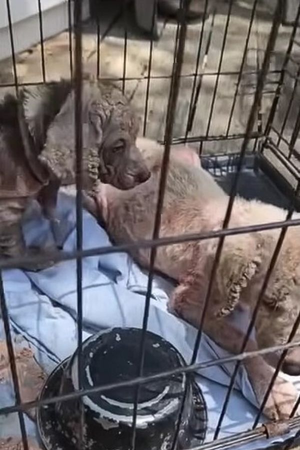 two neglected dogs in cage