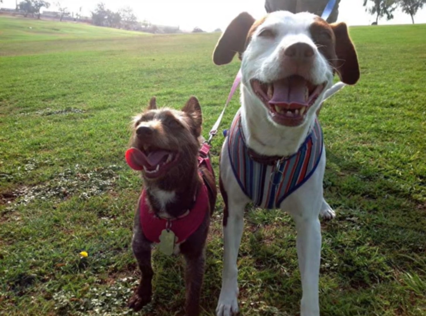 two very happy dogs on a leash