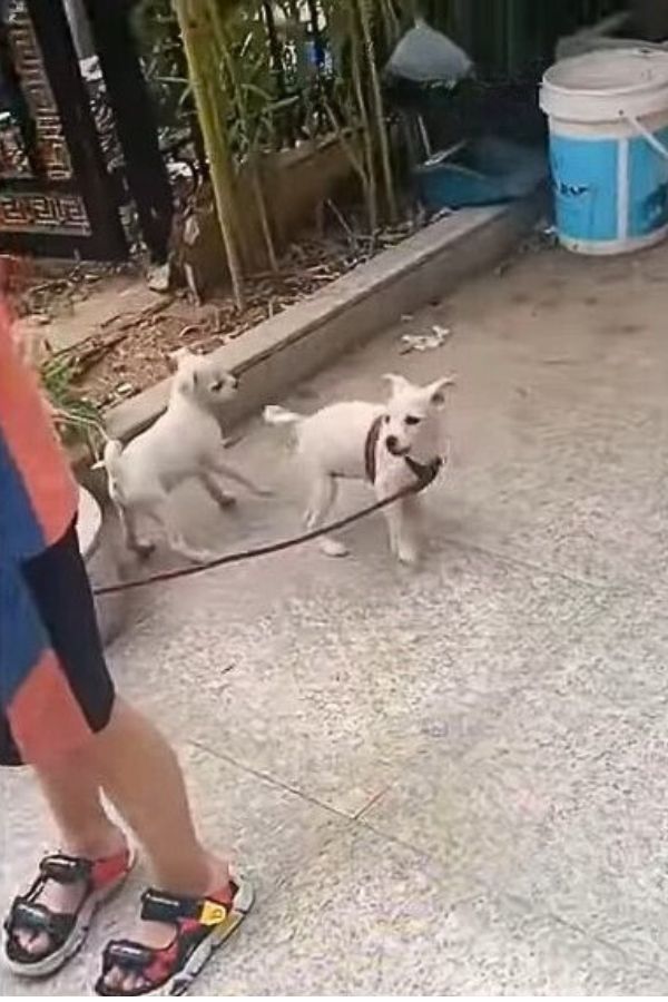 two white puppies on a leash