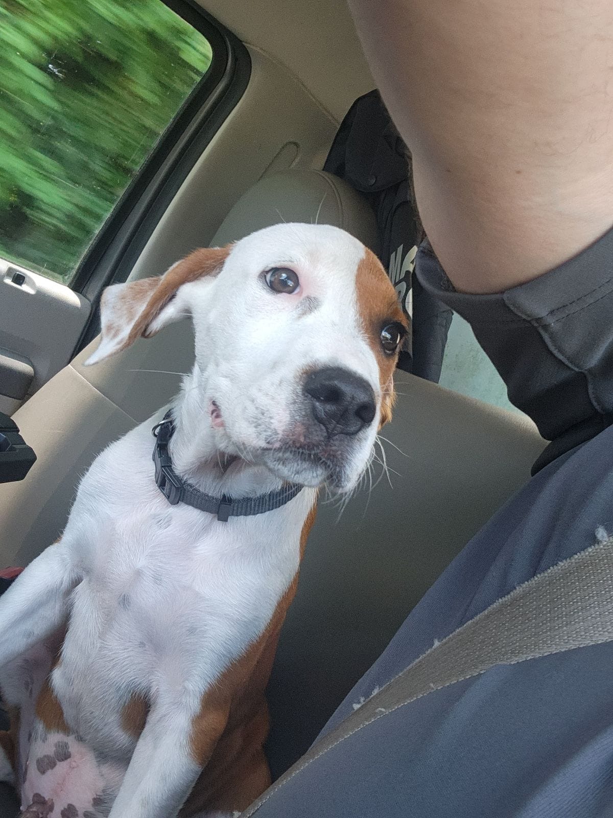 very cute dog in car