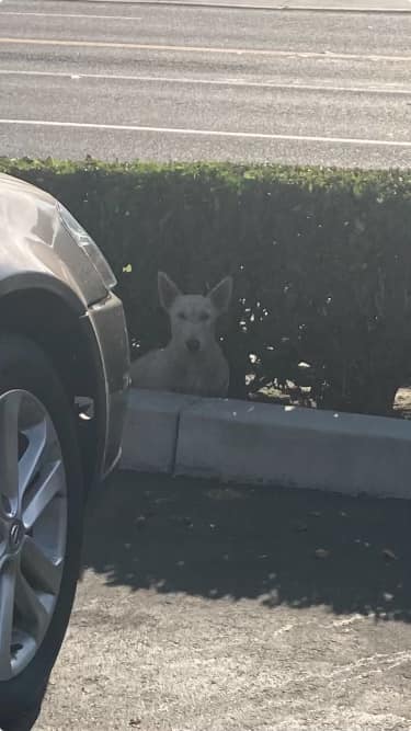 very cute dog with broken leg