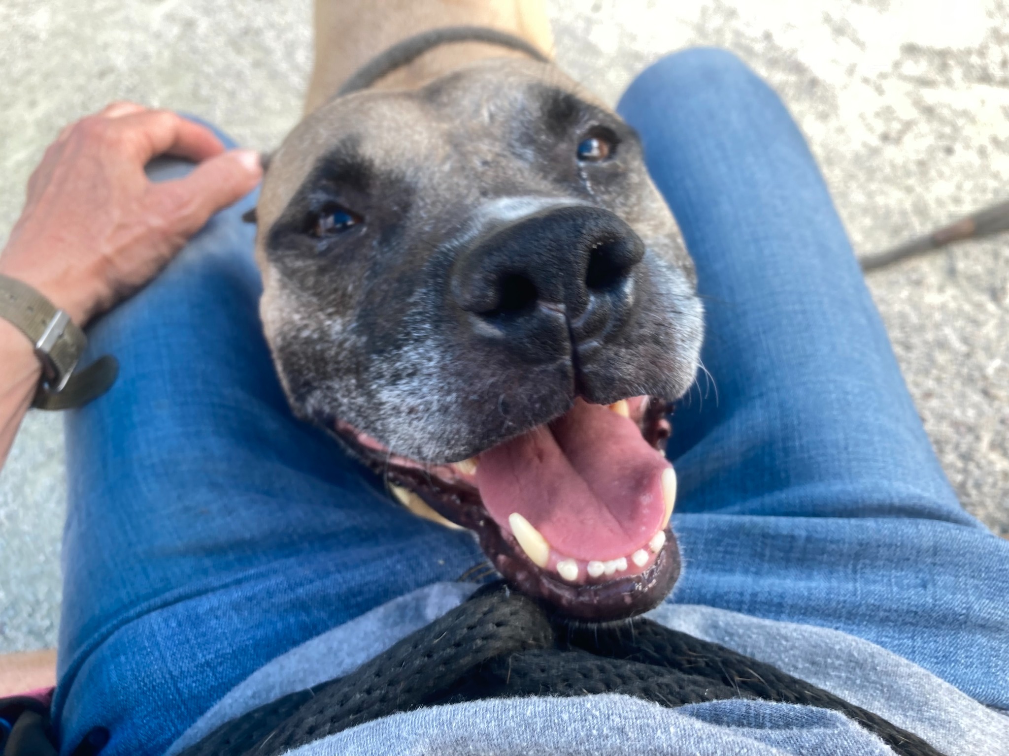 very happy dog with owner