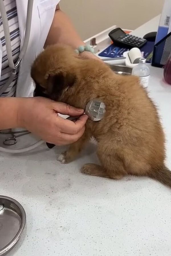 veterinarian with puppy