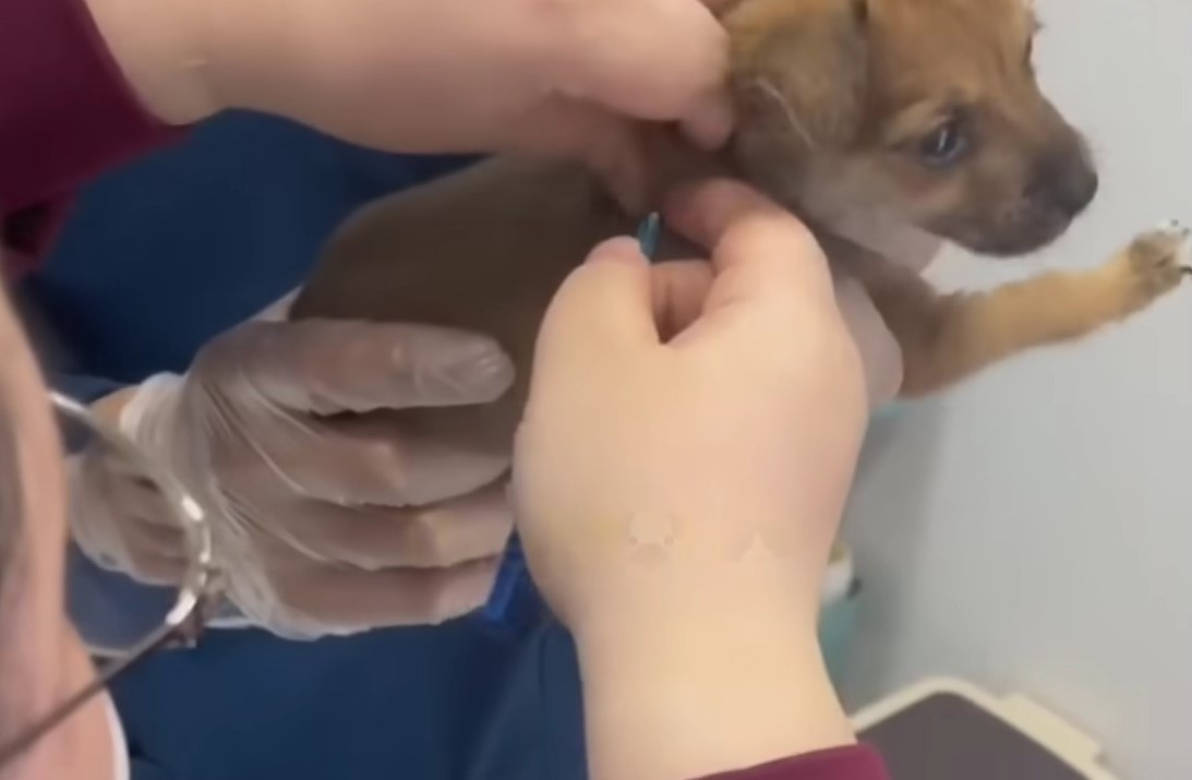 vets inject the dog