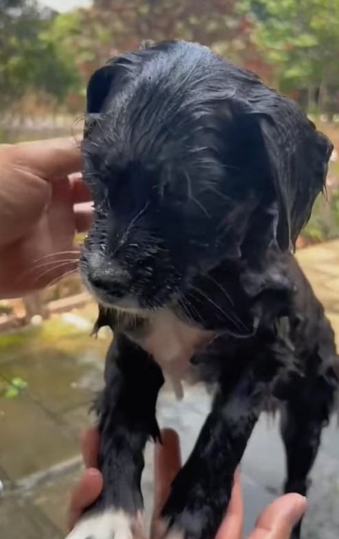 wet dog