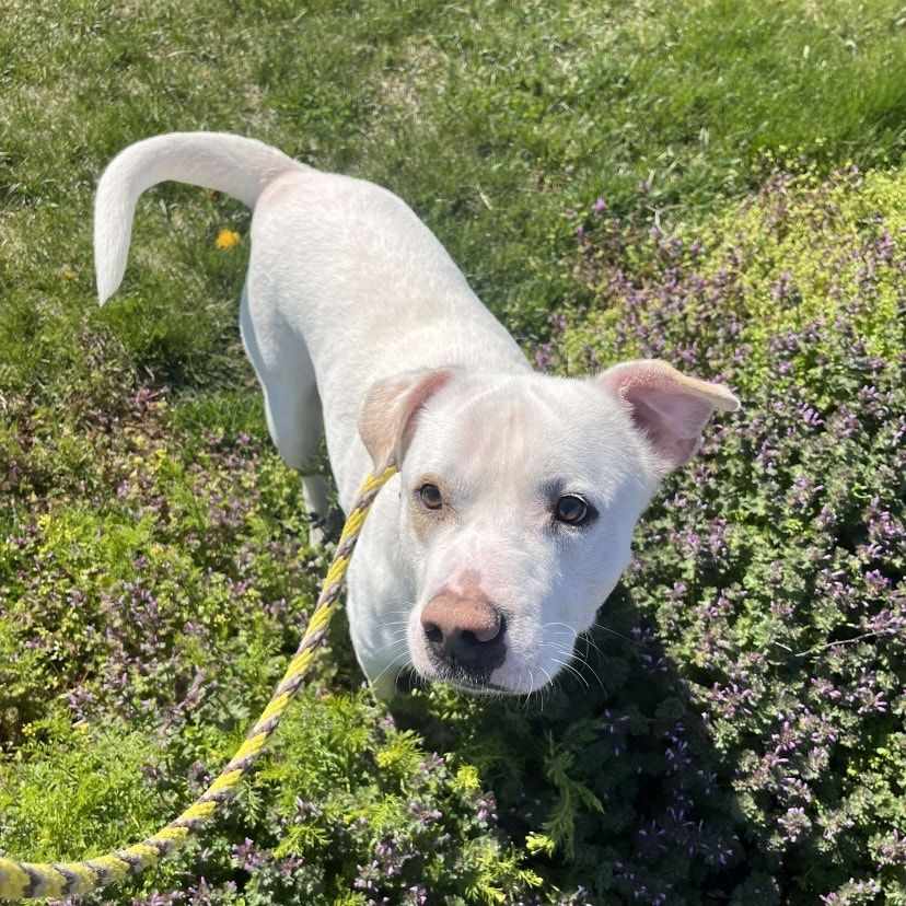 white dog on a leash