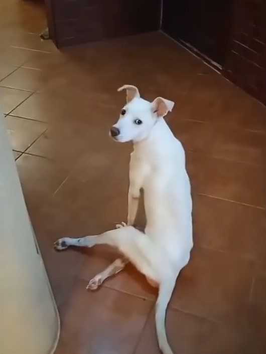 white dog with injured spine