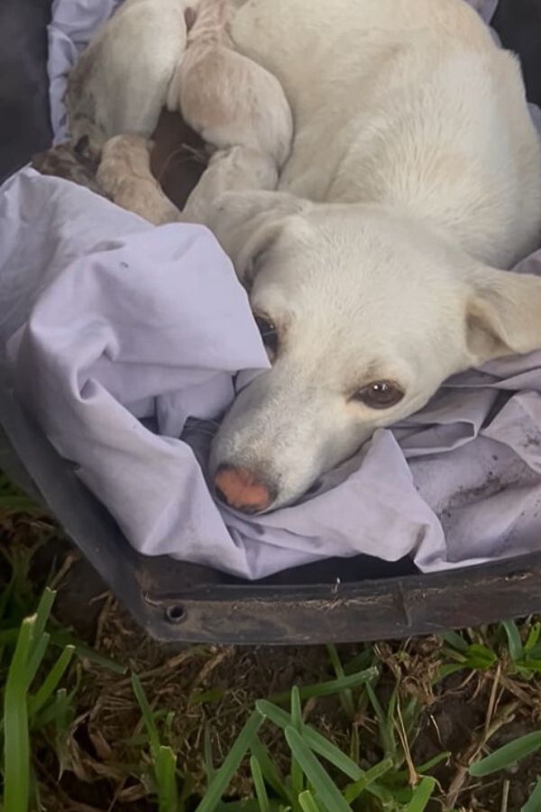 white mother dog laying down