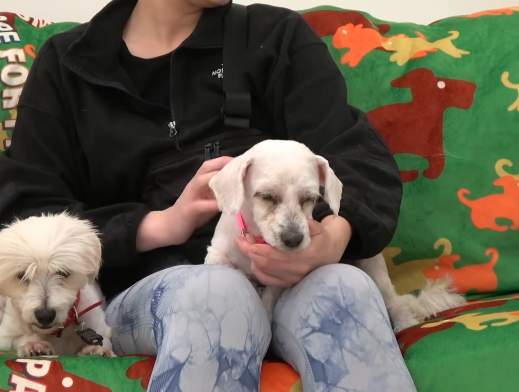 woman and two puppies