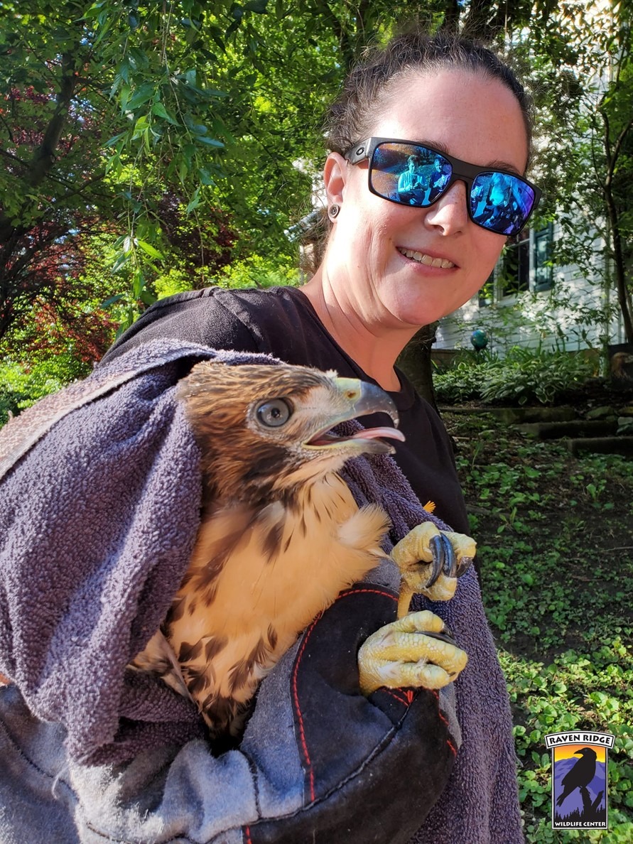 woman carrying a hawk