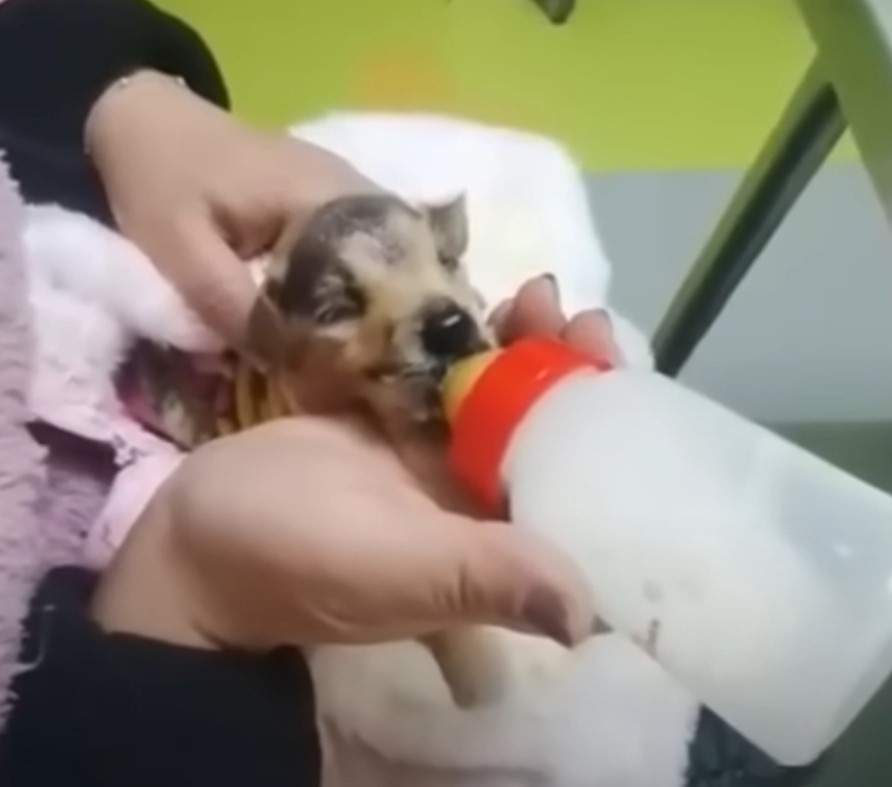 woman feeding puppy with milk bottle