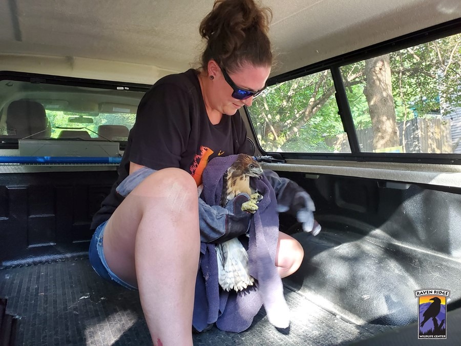 woman holding a hawk in a truck