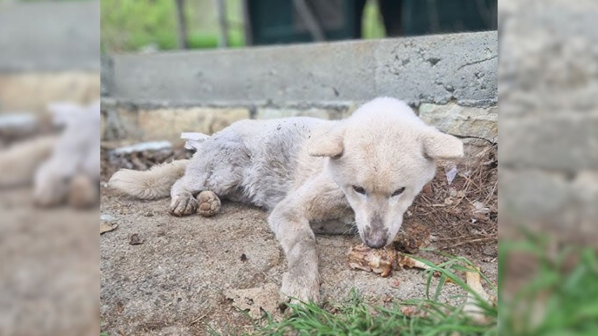 7-Year-Old Injured Dog Got Kicked Out By Owner But Waited In Hopes That He Would Take Her Back