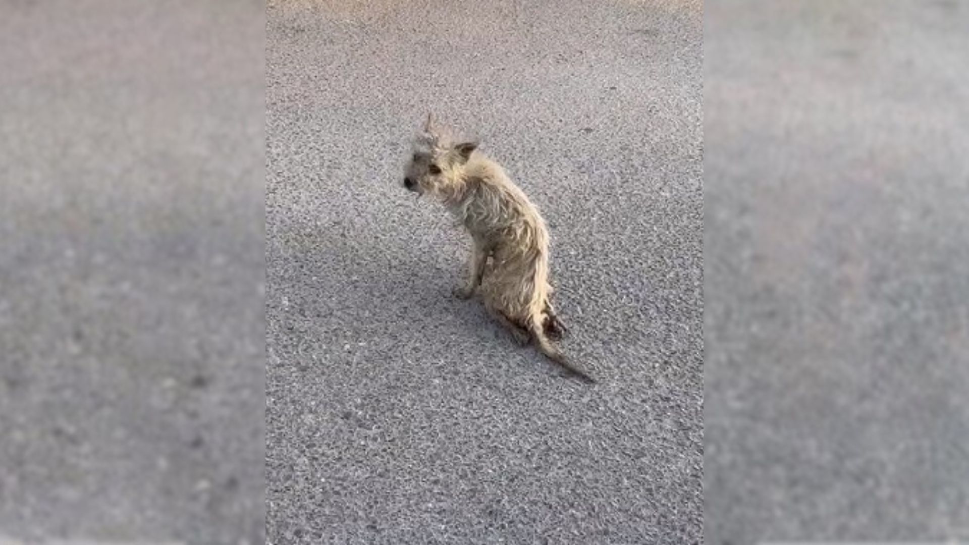 A Dog With Disabled Legs Was Suffering On A Harsh Street