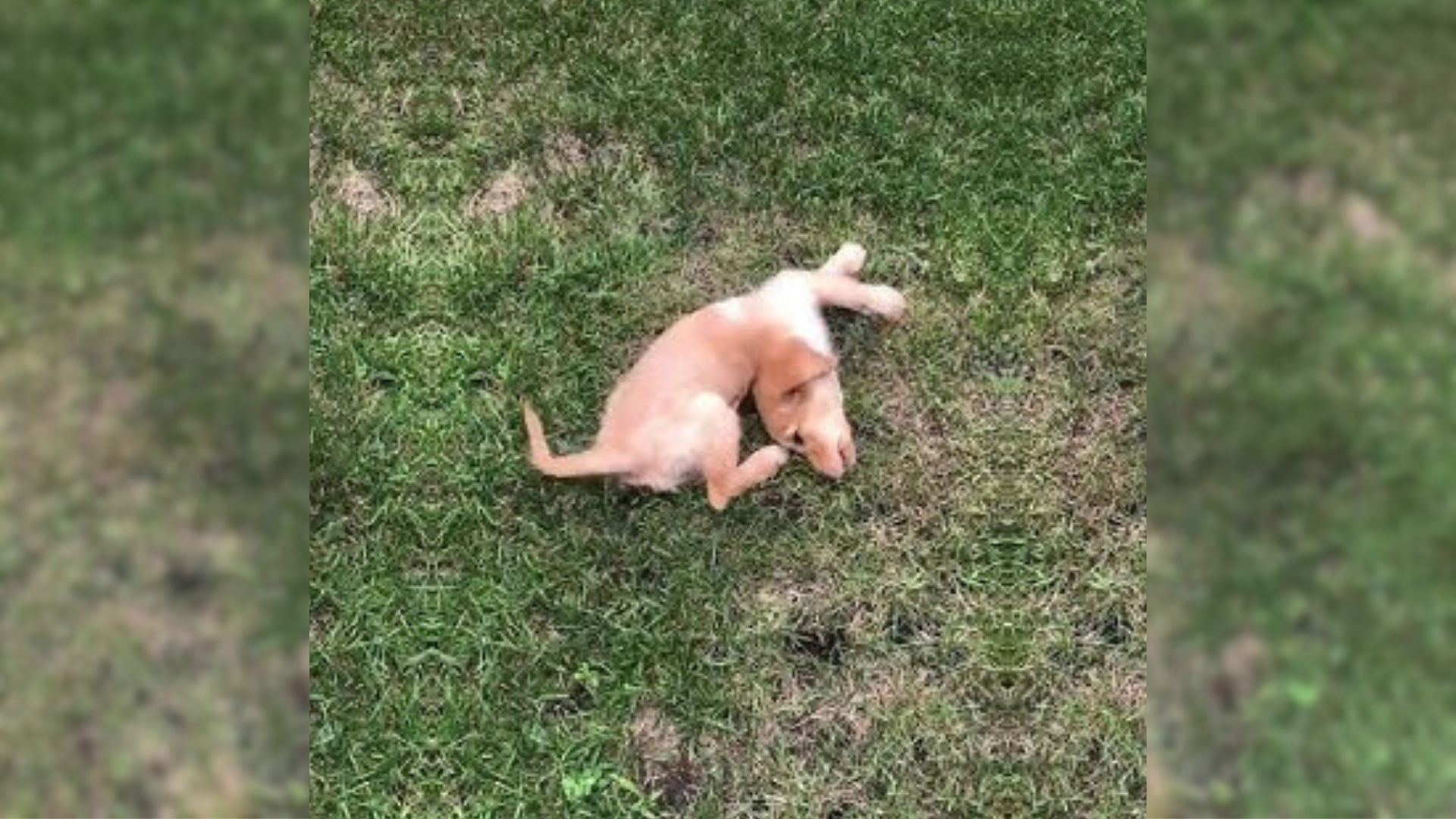 A Little Injured Puppy Kept Crying For Help After His Owner Abandoned Him In The Grass