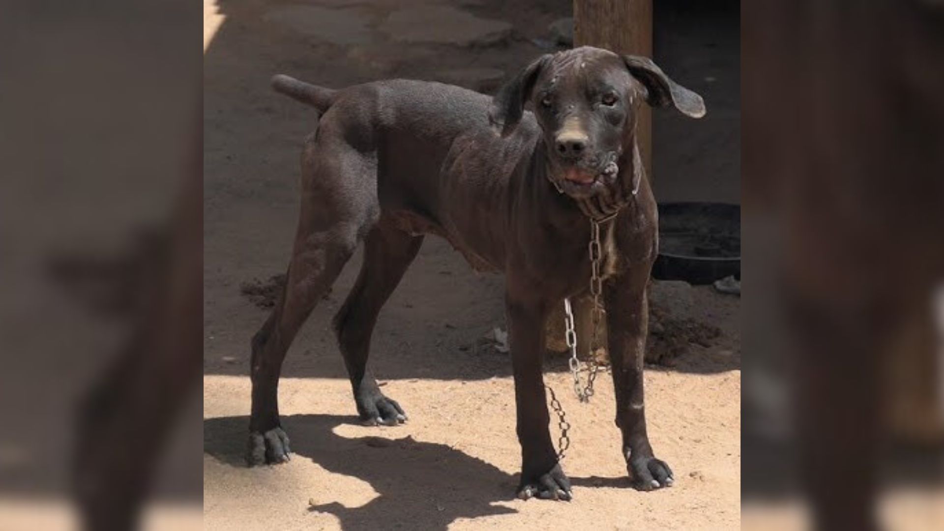 neglected black dog