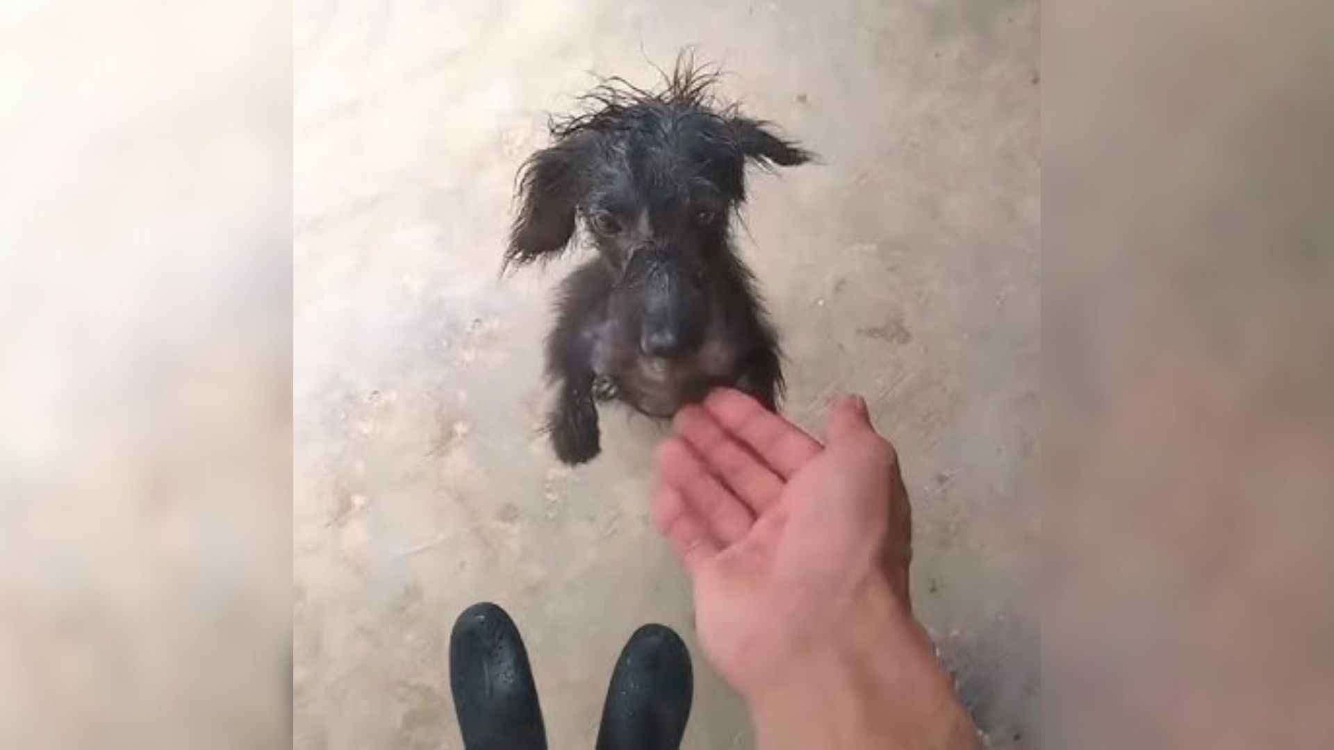 stray black puppy