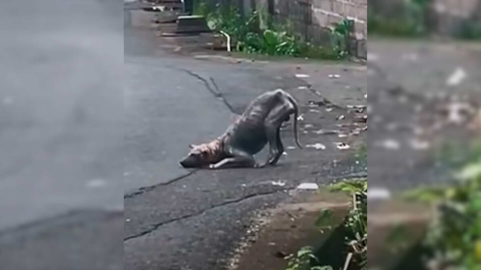 A Sad Dinosaur-Looking Creature Who Was Ignored On The Streets Blossoms Into A Cheerful Boy