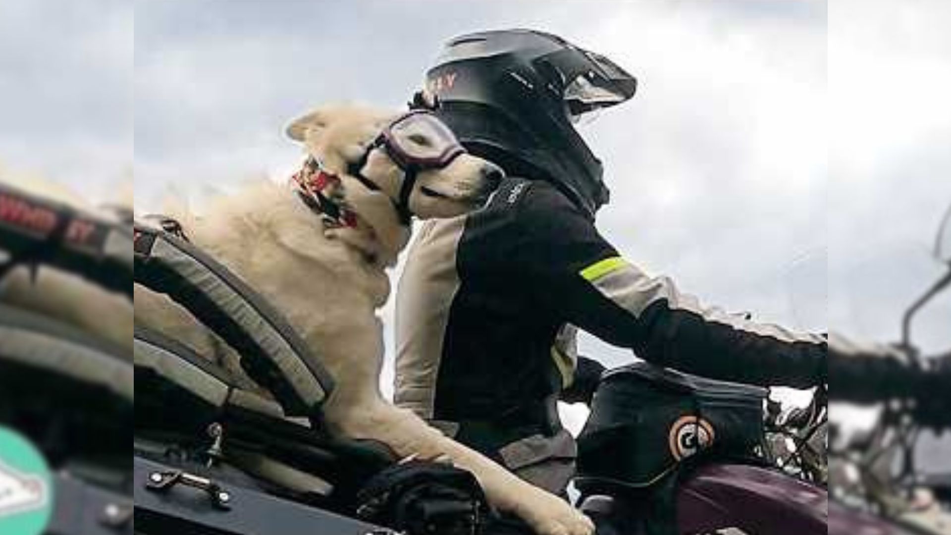 A Woman, Her New Pup, And Motorcycle Rides Around The World After Tragic Loss Will Inspire You