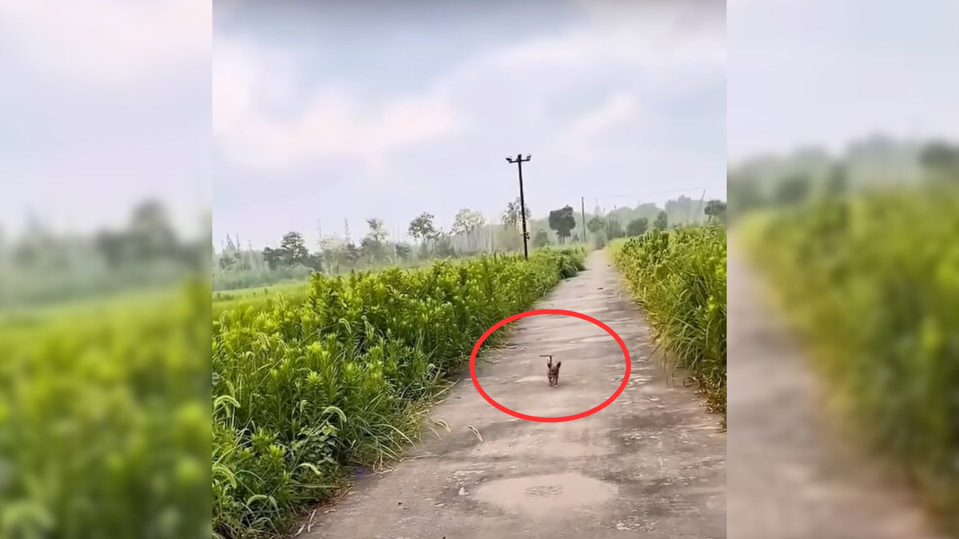 Abandoned, Crying Pup Frantically Runs After Motorbike, Hoping To Catch Up With A Rescuer