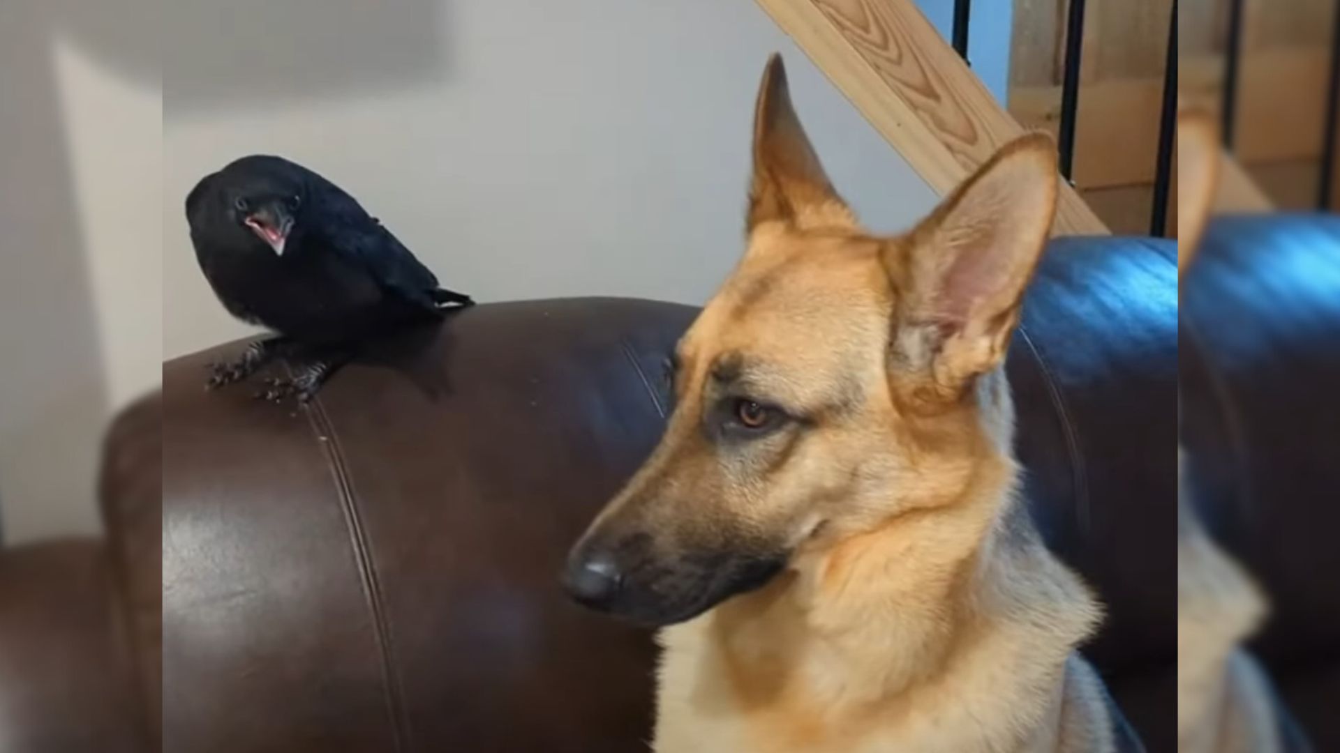 Adorable Friendship Between Crow And Pup