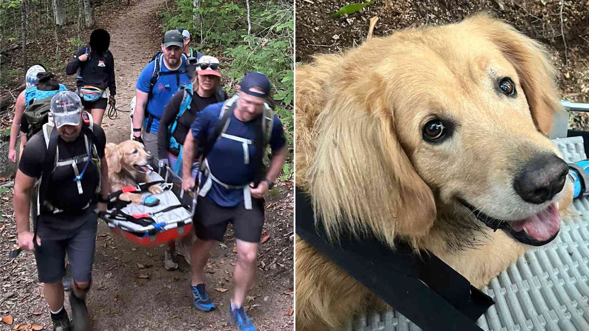 Adorable Golden Retriever Had To Call In Some Backup