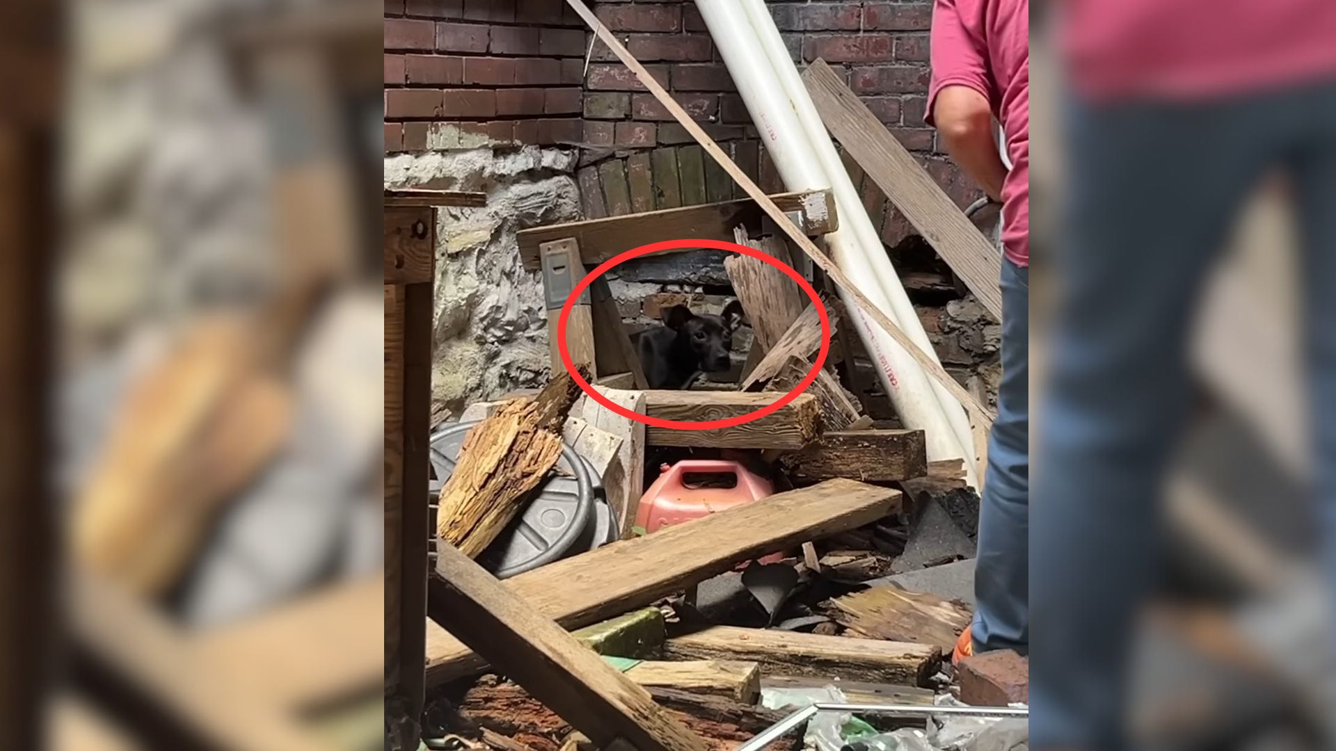 pup hiding in a pile of trash