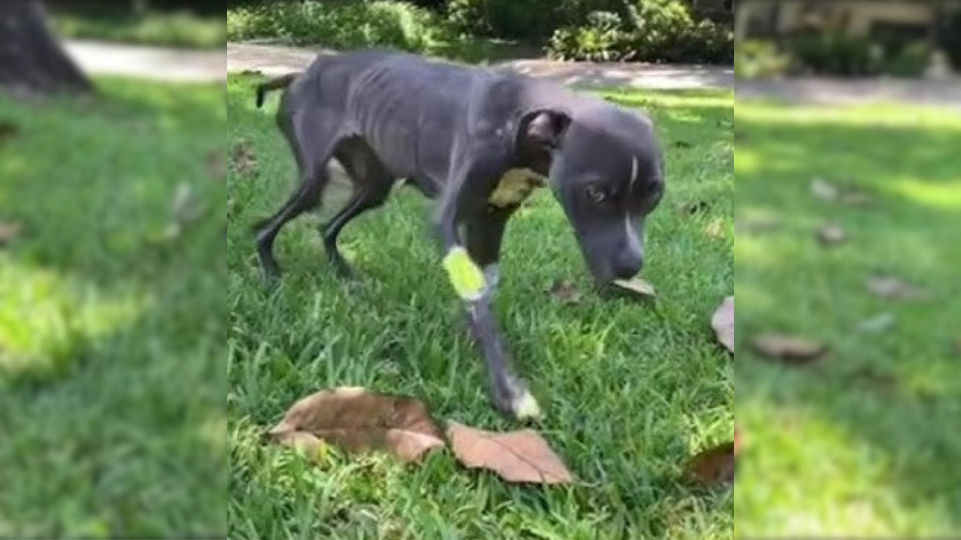 After Being Found On The Street Not Able To Move, This Incredible Pup Received A Transformation Of A Lifetime