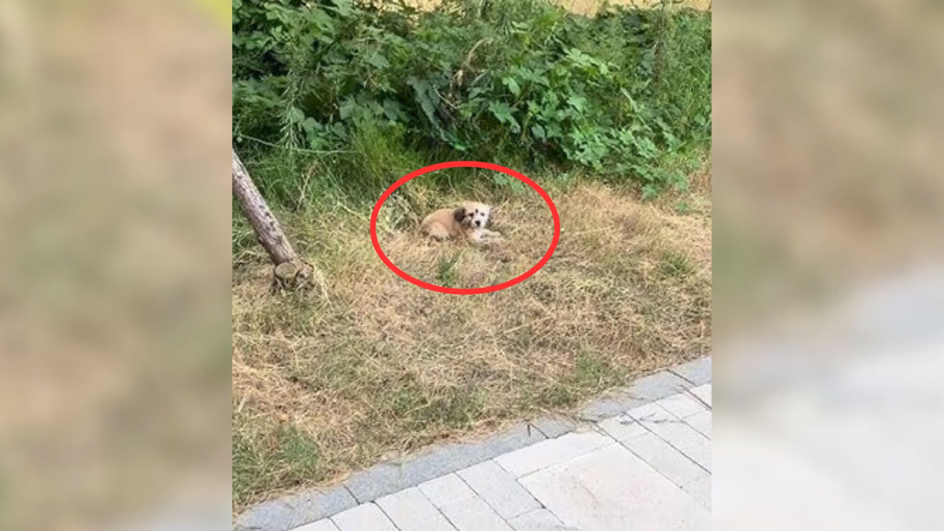 After Crying Her Heart Out Hoping For Her Hoomans To Come Back, This Pup Received Something Much Better