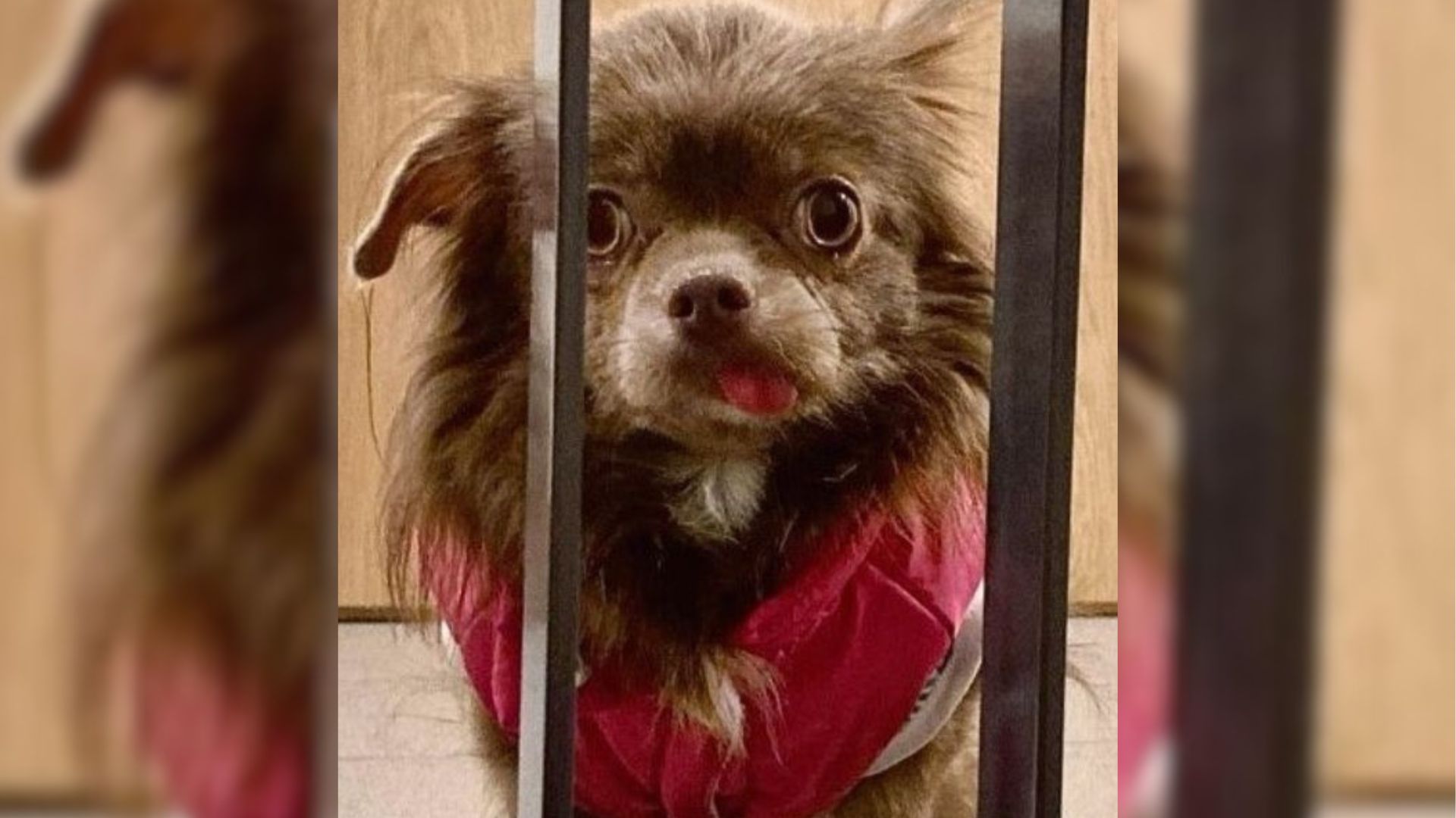 An Adorable Pup Who Lived A Miserable Life In A Cage Finds Her Happiness 