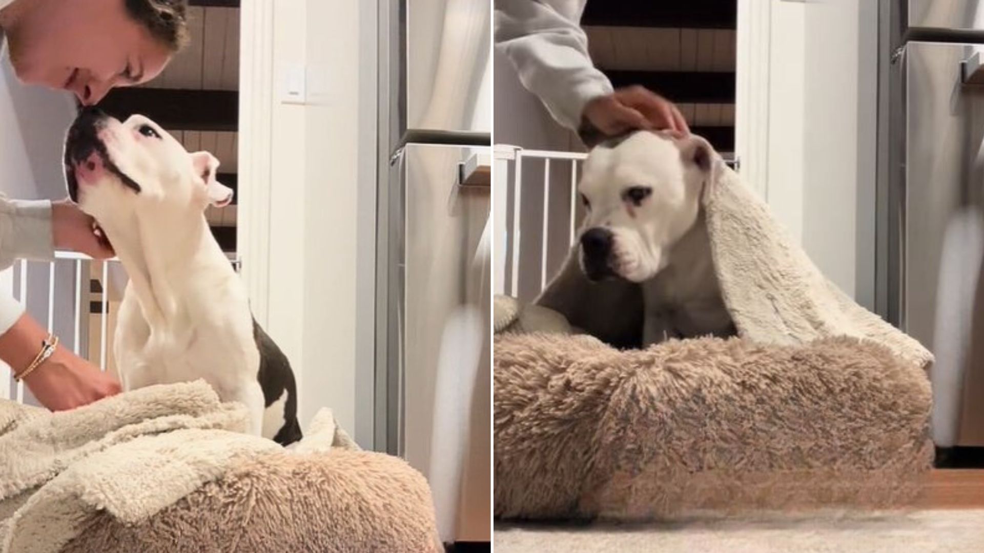 This Sweet Dog Can’t Fall Asleep Unless She Is Tucked In Bed By Her Foster Mom