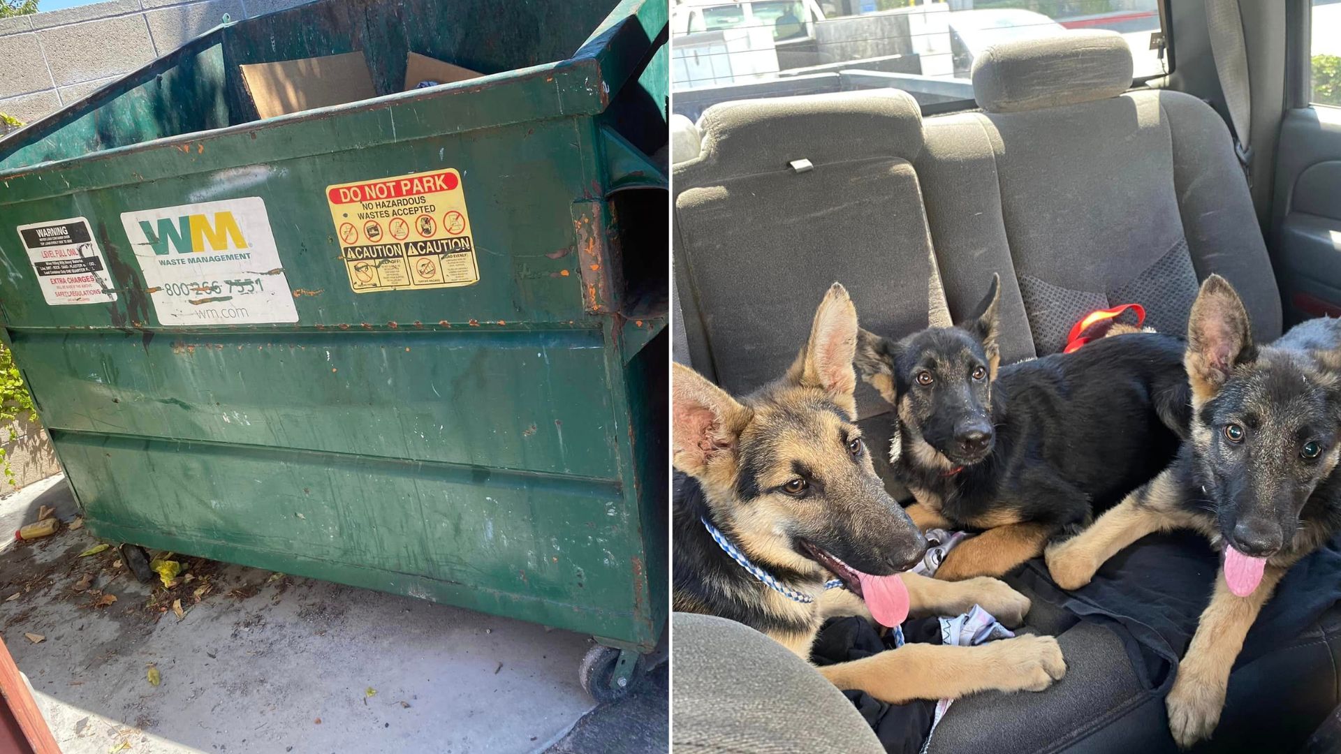 dog in a dumpster