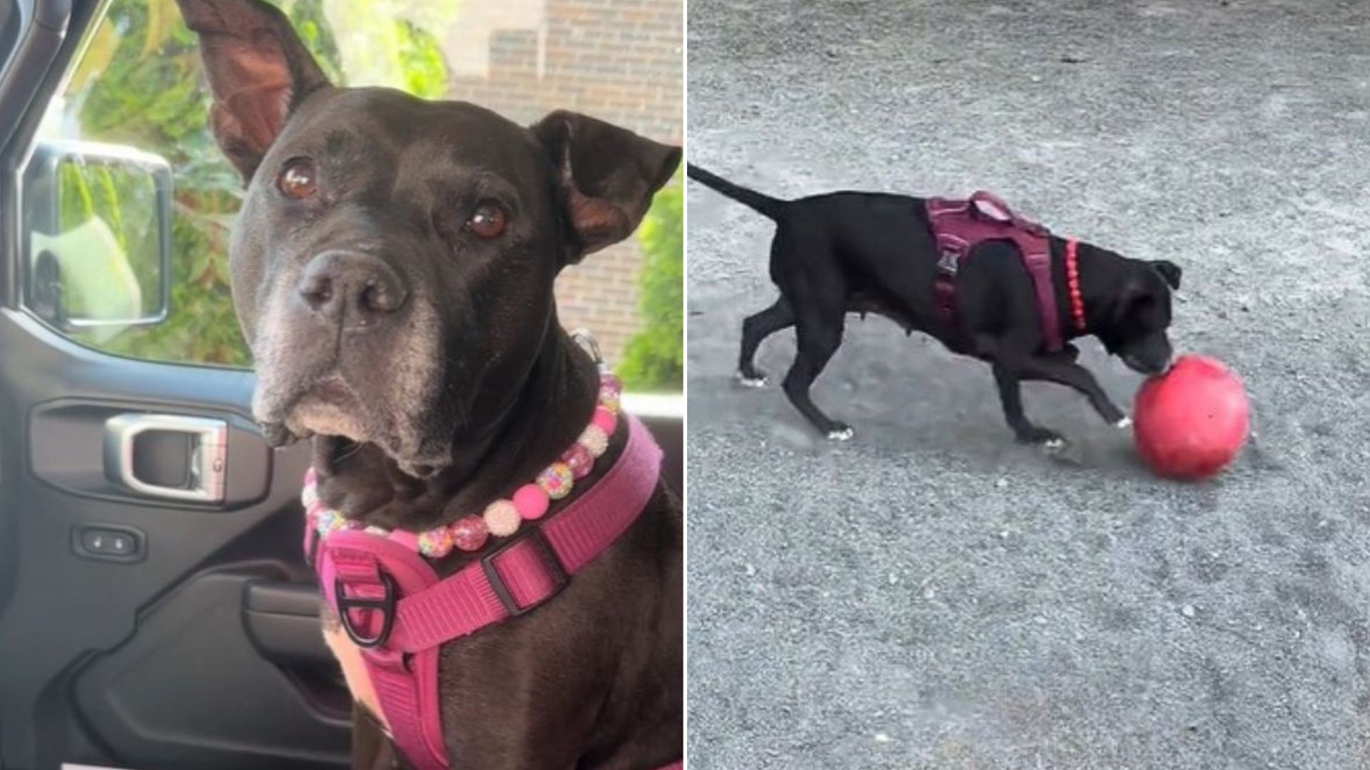 Anxious Senior Shelter Pup Who Lost Hope Of Finding A Home Discovers How Beautiful Life Can Be