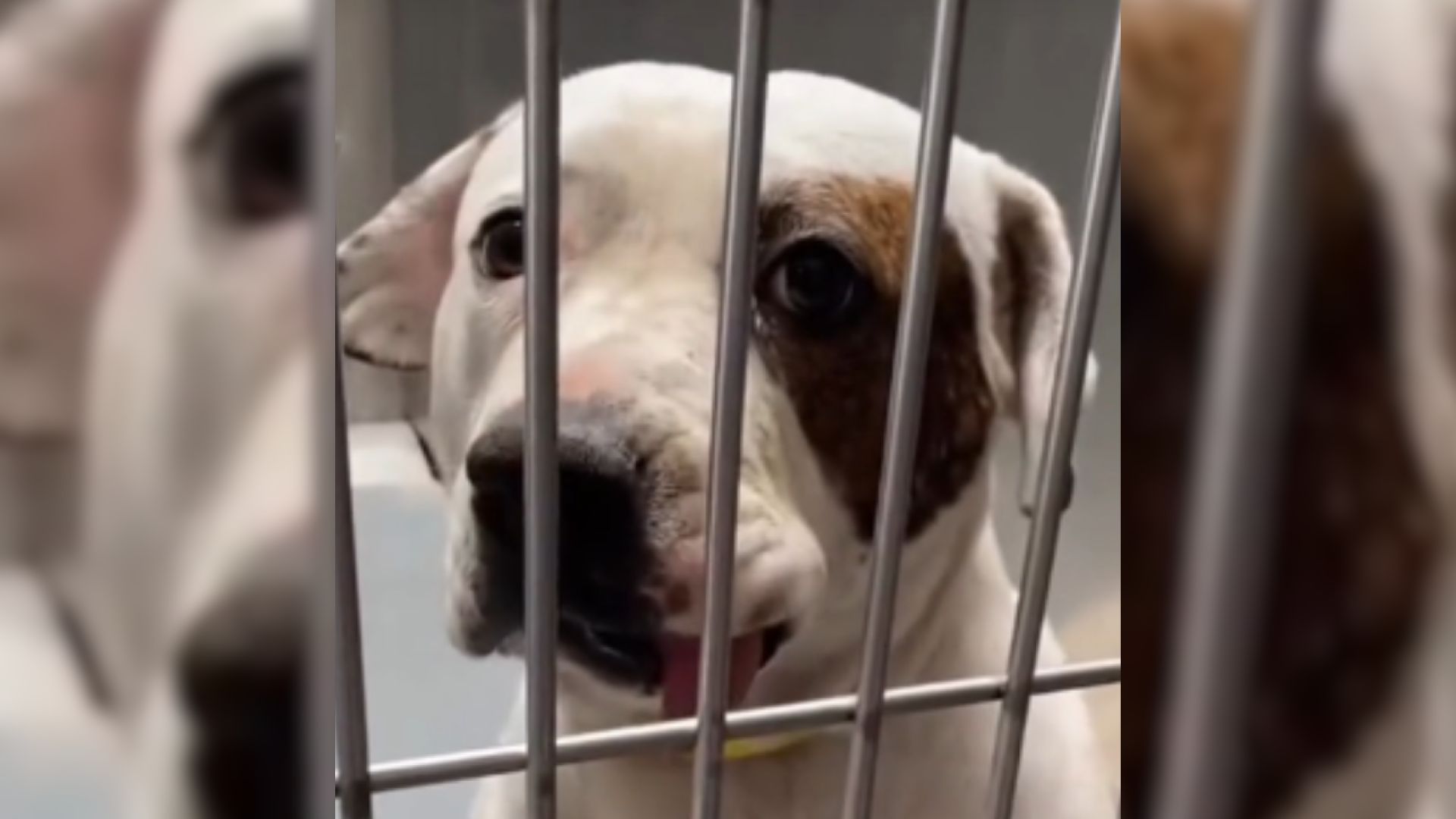 Behind A Dog Saved From Euthanasia Is A Heart-Breaking Past That Brings Tears To Eyes